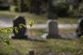 Two tombstones on a grave yard, backview, focus on leaves in the foreground Royalty Free Stock Photo