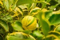 Two-tone bicolor striped lemon hanging on the lemon tree branch