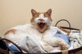 The two-tone cat relaxes in the laundry basket and yawns Royalty Free Stock Photo