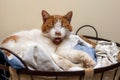 The two-tone cat relaxes in the laundry basket and yawns Royalty Free Stock Photo