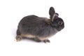 Two tone color netherland dwarf rabbit. Royalty Free Stock Photo