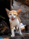 A two tone colors cat, brown & white, standing on the wooden terrace of local Thai style house, staring and hissing to the camera Royalty Free Stock Photo