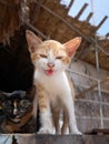 A two tone colors cat, brown & white color cat, standing on the wooden terrace of local Thai style house, staring and hissing to t Royalty Free Stock Photo