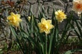 Two-tone Daffodil flowers of the `Manly` variety in the garden, close-up. Large double daffodils Royalty Free Stock Photo