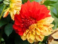 Two-tone dahlia Royalty Free Stock Photo