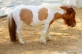 The two tone dwarf horse in the garden Royalty Free Stock Photo