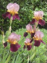 Two-tone flower garden iris pink and purple