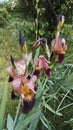 Two-tone flower garden iris pink and velvety plum