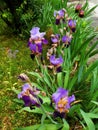 Two tone flower garden iris purple and blue after the rain