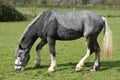 Two tone grey horse Royalty Free Stock Photo