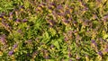 Two-tone meadow flowers Blue cowwheat