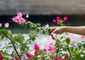 Two tone pink and red falling bougainvillea flower in hand