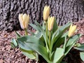 Two - tone pink and yellow early tulips open on the flowerbed Royalty Free Stock Photo
