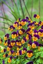 Purple and orange pansy violas blooming in spring