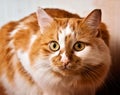 Two-tone red and white spotted cat Royalty Free Stock Photo