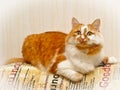 Two-tone red and white spotted cat Royalty Free Stock Photo