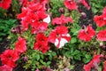 Two-tone red and white withered petunia in an autumn street flowerbed. City improvement. Decoration of squares and public areas