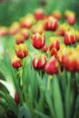 Flower tulips background. Beautiful view of color tulips field Royalty Free Stock Photo