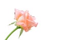 Two tone rose blooming on white background