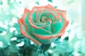Two-tone rose colored with turquoise and coral on turquoise background