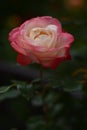 Two tone rose (Rosa)