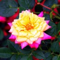 THIS IS A `TWO-TONE ROSE.`