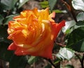 Two-tone rose, tea hybrid variety. Yellow-orange rose. The opened bright flower against a background of dark green foliage. Royalty Free Stock Photo