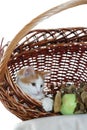 A two - tone white and yellow kitten is playing in a wicker basket with apples. Apples with wilted leaves are interesting to a kit