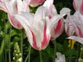 Two Toned Colored Tulips