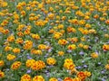 Two toned orange and red tulips and purple asters blooming Royalty Free Stock Photo