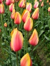 Yellow and red two-toned single late tulips Royalty Free Stock Photo