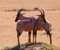 Two Topi Antelope friends Royalty Free Stock Photo