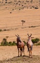 Two Topi Antelopes on duty Royalty Free Stock Photo