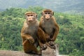 Two Toque Macaques Macaca Sinica In Green Jungle. Cute Wild Monkeys In Nature Habitat, Kandy.