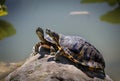 Two tortises taking in the sun Royalty Free Stock Photo