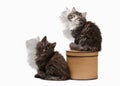 Two Tortoise siberian kittens on white background