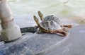 Two Tortoises chilling out of the water - Funny animals concept. Royalty Free Stock Photo