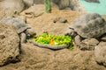 Two Tortoises are Having Lunch in their Physical Environment.. Turtles Eating Salad with Lettuce and Carot.