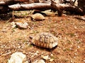 Two tortoises are walking Royalty Free Stock Photo