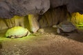 Two tortoises walking near a rock-wall in terrarium Royalty Free Stock Photo