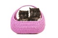 Two tortoiseshell kittens together in a pink basket Royalty Free Stock Photo