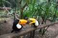 Two toucans playing