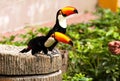 Two Toucans (Ramphastinae) at Jurong Bird Park in Singapore