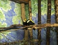 Two toucans sit on a branch in the zoo