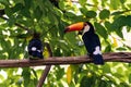 Twin Toucans perched at the zoo