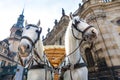 Two tour horses faces in old European town