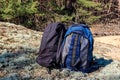 Two tourist backpacks on the glade in pine forest Royalty Free Stock Photo