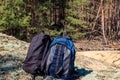 Two tourist backpacks on the glade in pine forest Royalty Free Stock Photo