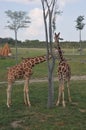 Two Tower Of Giraffe Arround Tree. Columbus Zoo, Ohio