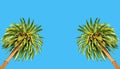 Two Towering Palm Trees on a Bright Blue Background Royalty Free Stock Photo